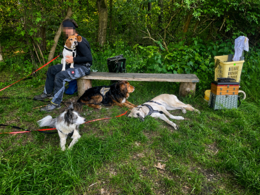 Mehrere Hunde ruhen bei einer Bank im Wald, während eine unkenntlich gemachte Person einen Hund hält.