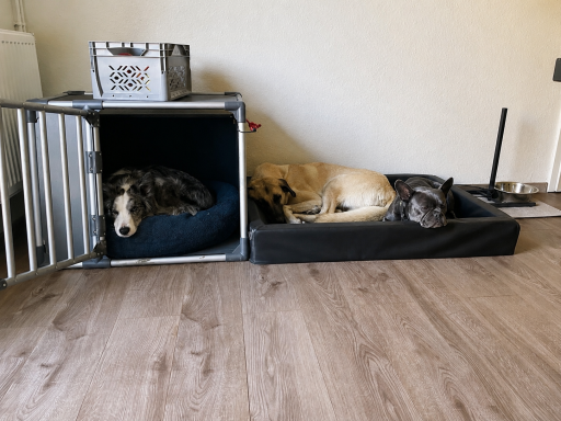 Drei Hunde ruhen in einem hellen Innenraum auf Hundebetten und in einer Hundebox.