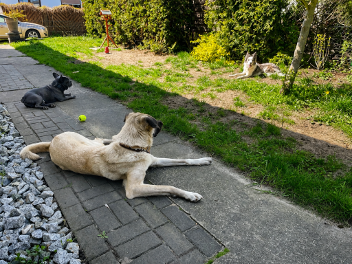 Drei Hunde liegen entspannt in einem Garten mit Rasen, Terrasse, Ball und Pflanzen.