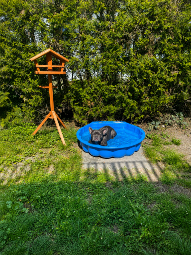 Sommerliche Erfrischung für Hunde im Garten.
