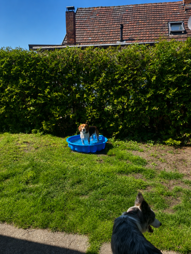 Ein Beagle steht in einem blauen Planschbecken im Garten, während ein weiterer Hund im Vordergrund sitzt.