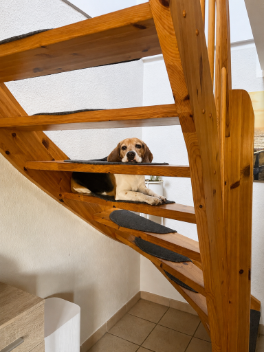 Ein Beagle liegt entspannt auf einer Holztreppe in einem hellen Innenraum.