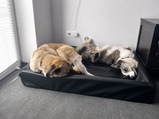 Drei Hunde liegen eng zusammen auf einem schwarzen Hundebett. 