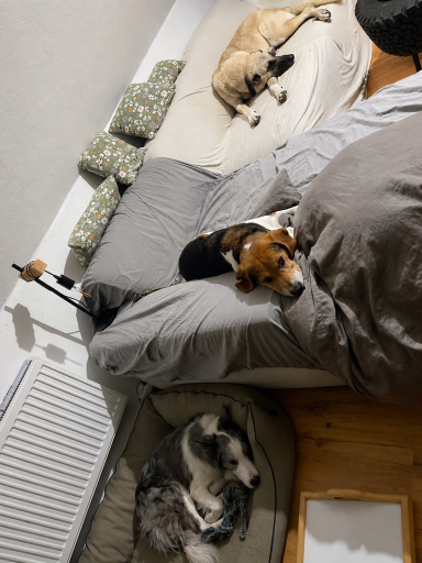 Drei Hunde liegen auf einem Bett und einem Hundebett in einem gemütlichen Schlafzimmer.
